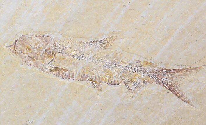 Knightia Fossil Fish - Wyoming #21907